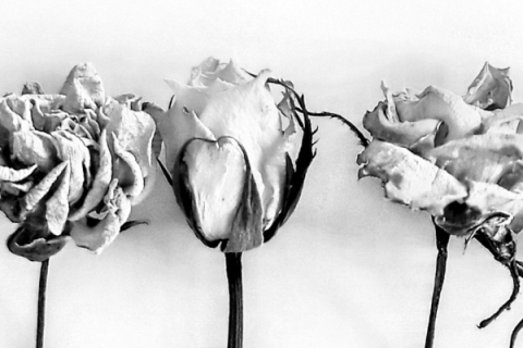 S/W-Foto einer Reihe von Rosen vor einer weissen Wand