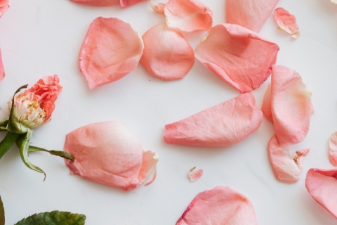 Foto von verwelkter rosaroter Rose und abgefallenen Rosenblättern