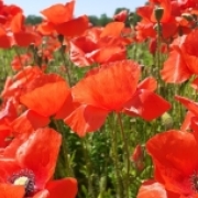 Portraitfoto Mag.a Heidi Eckstein