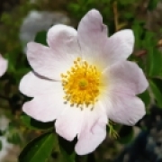 Portraitfoto Mag.a Sandra Steixner-Pfoser